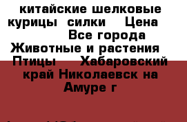 китайские шелковые курицы (силки) › Цена ­ 2 500 - Все города Животные и растения » Птицы   . Хабаровский край,Николаевск-на-Амуре г.